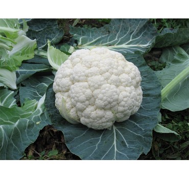 Капуста цвітна Новарія F1, Enza Zaden