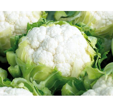 Капуста цвітна Синержі F1, Enza Zaden