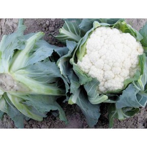 Капуста цвітна Телержі F1, Enza Zaden