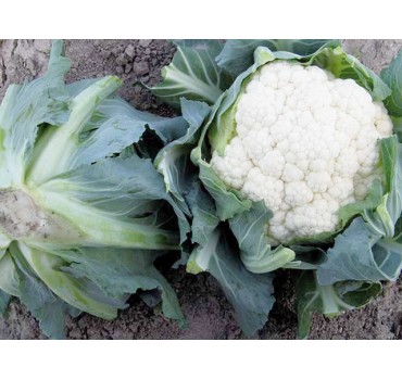 Капуста цвітна Телержі F1, Enza Zaden