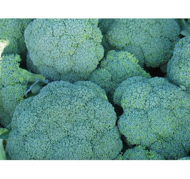 Капуста броколі Корато F1, Enza Zaden Капуста броколі Корато F1, Enza Zaden