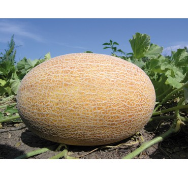 Диня Бізан F1, Enza Zaden Диня Бізан F1, Enza Zaden