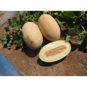 Диня Дакаро F1, Enza Zaden Диня Дакаро F1, Enza Zaden