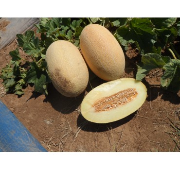 Диня Дакаро F1, Enza Zaden Диня Дакаро F1, Enza Zaden
