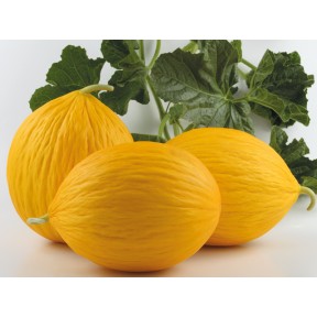 Диня Егназіо F1, Enza Zaden