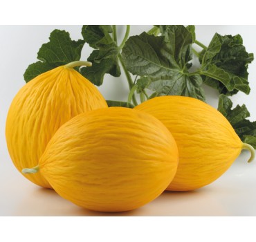 Диня Егназіо F1, Enza Zaden