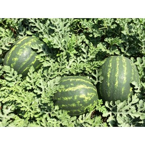 Кавун Марісто F1, Enza Zaden