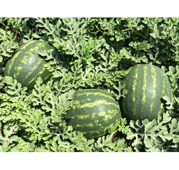 Кавун Марісто F1, Enza Zaden