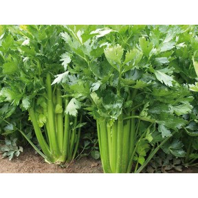 Селера Сієнна F1, Enza Zaden