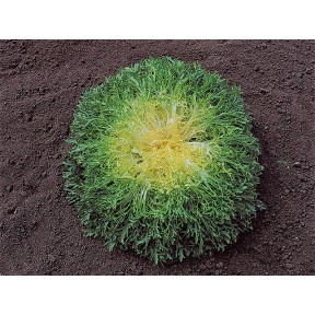 Салат Куартана, Enza Zaden