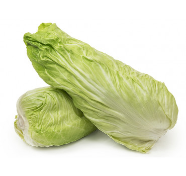 Салат радічіо Весперо F1, Enza Zaden