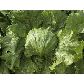 Салат Саула, Enza Zaden Салат Саула, Enza Zaden