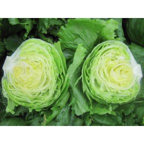 Салат Глендана, Enza Zaden