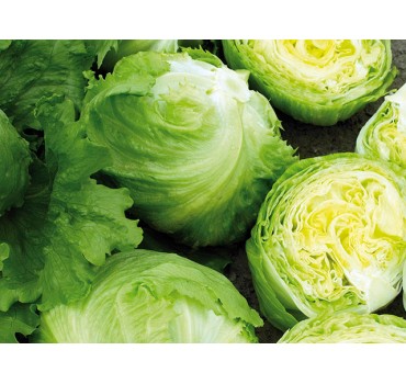 Салат Експрешіон, Enza Zaden