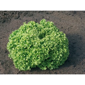 Салат Естроза, Enza Zaden