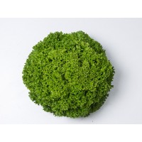 Салат Ілема, Enza Zaden