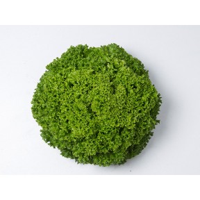 Салат Ілема, Enza Zaden