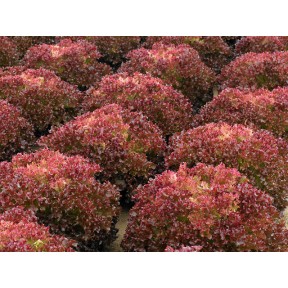 Салат Туска, Enza Zaden