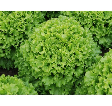 Салат Кайпіра, Enza Zaden