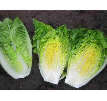 Салат Ксамена, Enza Zaden