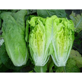 Салат Ксарома, Enza Zaden