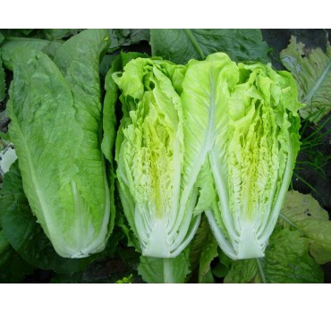 Салат Ксарома, Enza Zaden