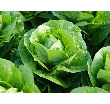 Салат Корбана, Enza Zaden