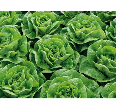 Салат Брайтон, Enza Zaden