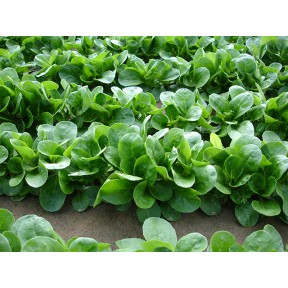 Корн-салат Акцент, Enza Zaden