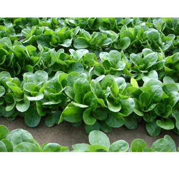 Корн-салат Акцент, Enza Zaden