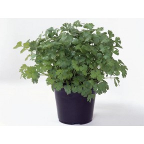 Коріандр Маріно, Enza Zaden