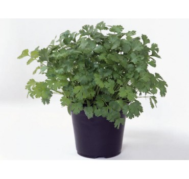 Коріандр Маріно, Enza Zaden