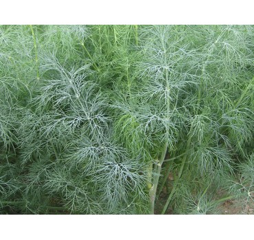 Кріп Голд Крон, Enza Zaden