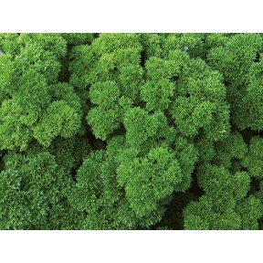 Петрушка Вега, Enza Zaden