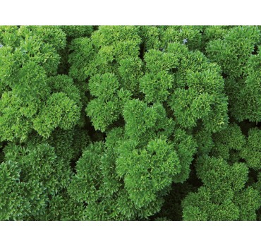 Петрушка Вега, Enza Zaden