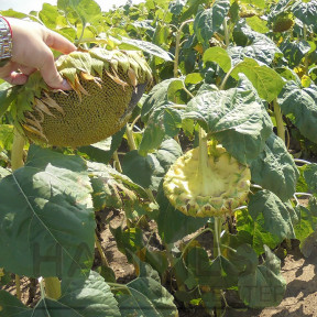 НС Х 1752 – соняшник, Юг Агролідер