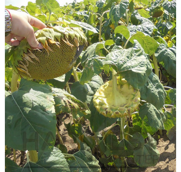 НС Х 1752 – соняшник, Юг Агролідер