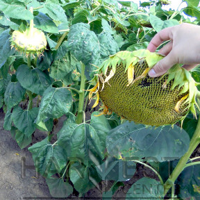 НС Х 2652 – соняшник, Юг Агролідер