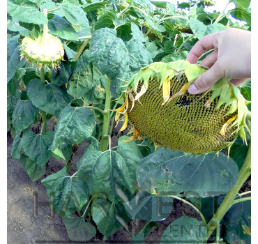 НС Х 2652 – соняшник, Юг Агролідер