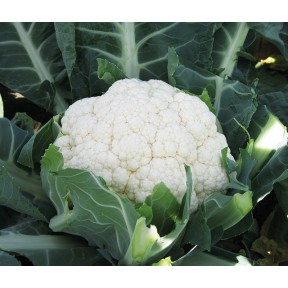 Капуста цвітна Феррара F1, Hazera Капуста цвітна Феррара F1, Hazera