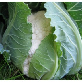 Капуста цвітна Сеул F1, Hazera Капуста цвітна Сеул F1, Hazera