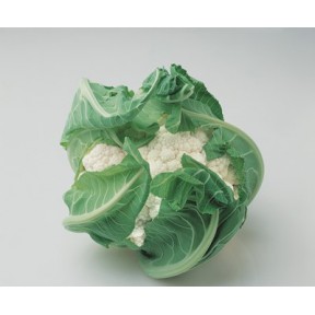 Капуста цвітна Локріс F1, Vilmorin