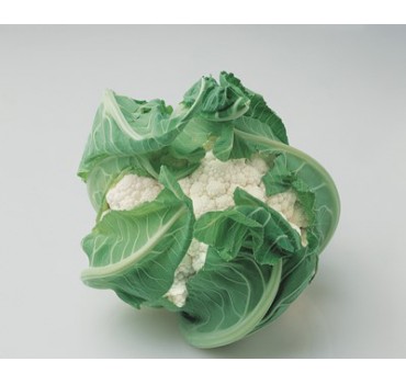 Капуста цвітна Локріс F1, Vilmorin