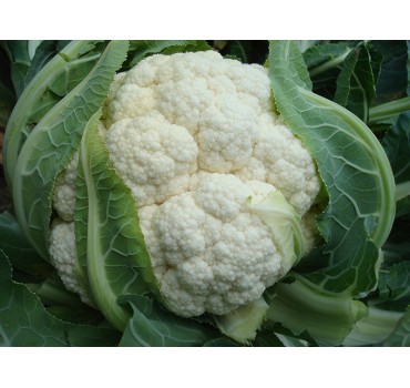 Капуста цвітна Боріс F1, Vilmorin