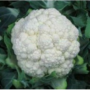 Капуста цвітна Рауль F1, Hazera Капуста цвітна Рауль F1, Hazera