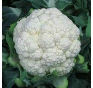 Капуста цвітна Рауль F1, Hazera