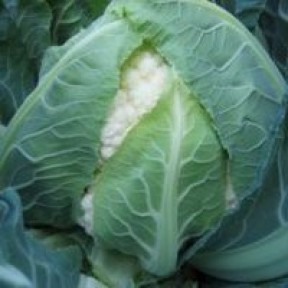 Капуста цвітна Боділіс F1, Vilmorin