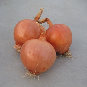 Цибуля Скапіно F1, Hazera Цибуля Скапіно F1, Hazera