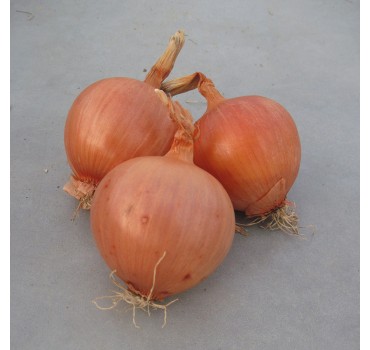 Цибуля Скапіно F1, Hazera