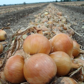 Цибуля Франциско, Hazera Цибуля Франциско, Hazera